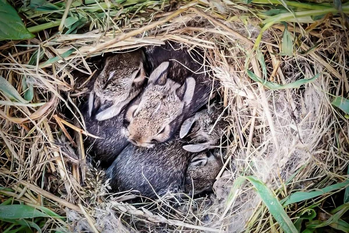 Wild Baby Bunnies: Are They Orphaned?